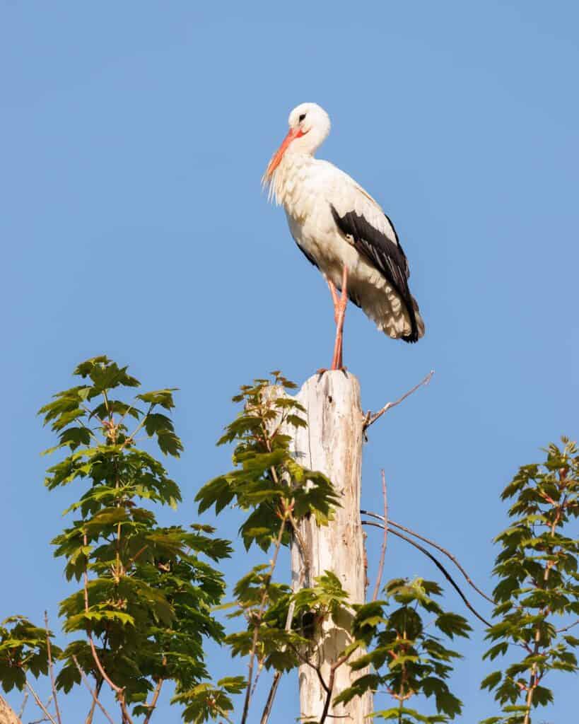 Ein Storch im Ebertpark Ludwigshafen Friesenheim