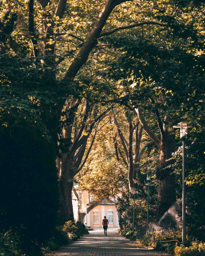 Allee aus Platanen im Ebertpark Ludwigshafen Friesenheim mit Jogger