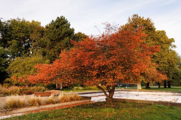 Bunte Herbstbäume im Ebertpark Ludwigshafen im Sonnenlicht