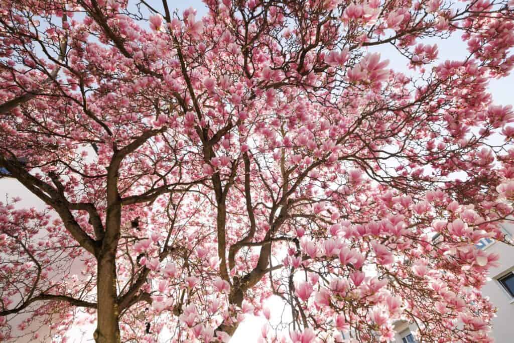Blühende Magnolienbäume in Ludwigshafen-Friesenheim im Frühling