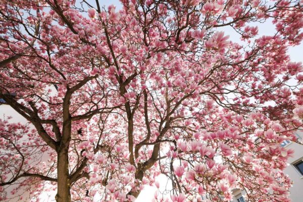 Blühende Magnolienbäume in Ludwigshafen-Friesenheim im Frühling
