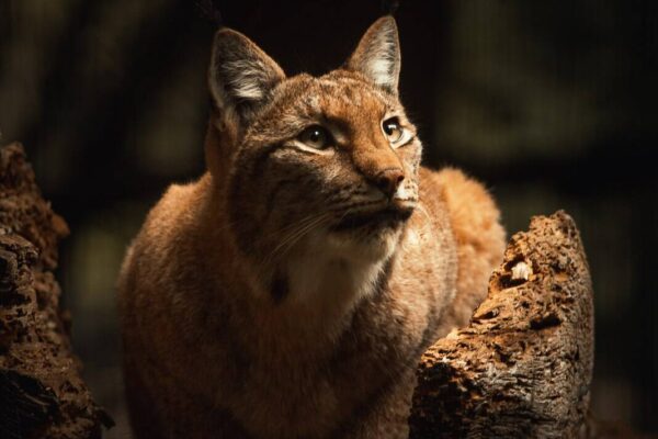 Luchs im Tierpark Rheingönheim im warmen Sonnenlicht