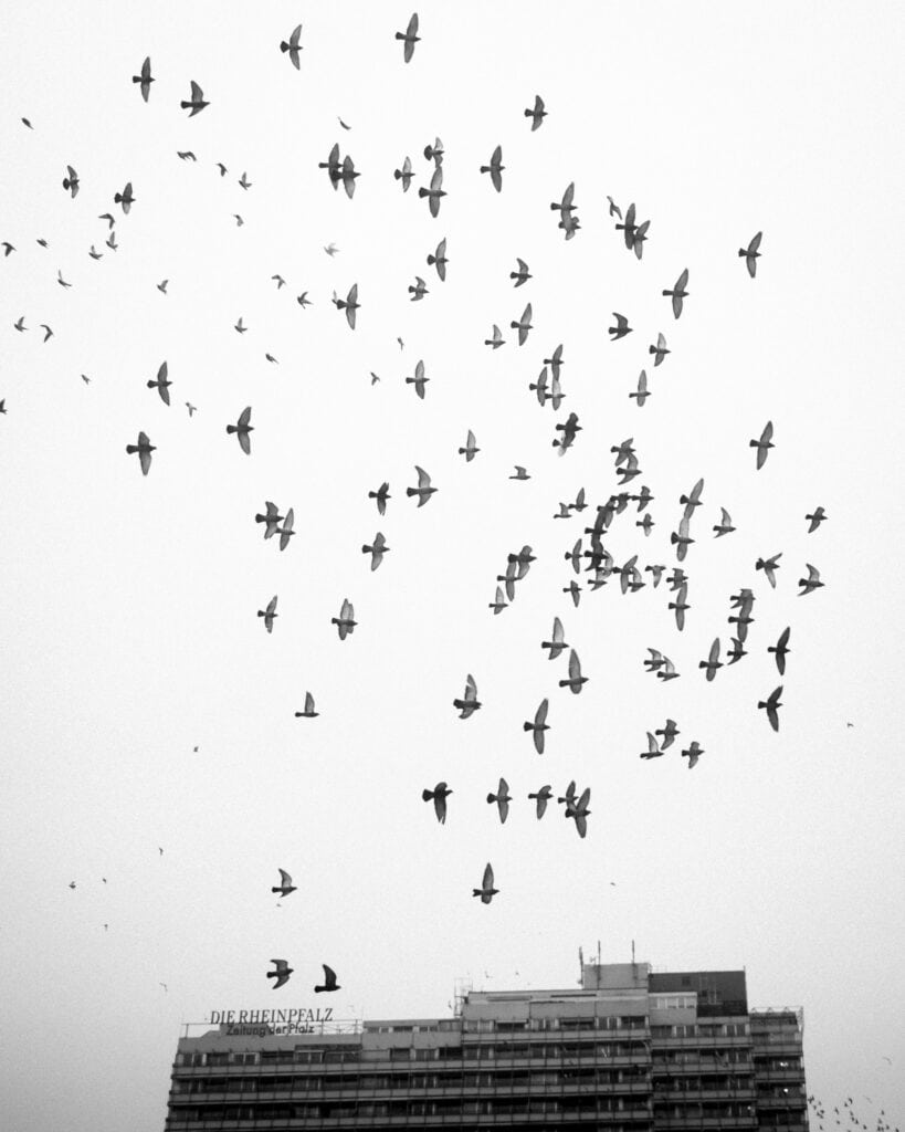 Schwarz-Weiß-Fotografie: Vogelschwarm über dem Mosch-Hochhaus mit dem Schriftzug Die Rheinpfalz in Ludwigshafen.